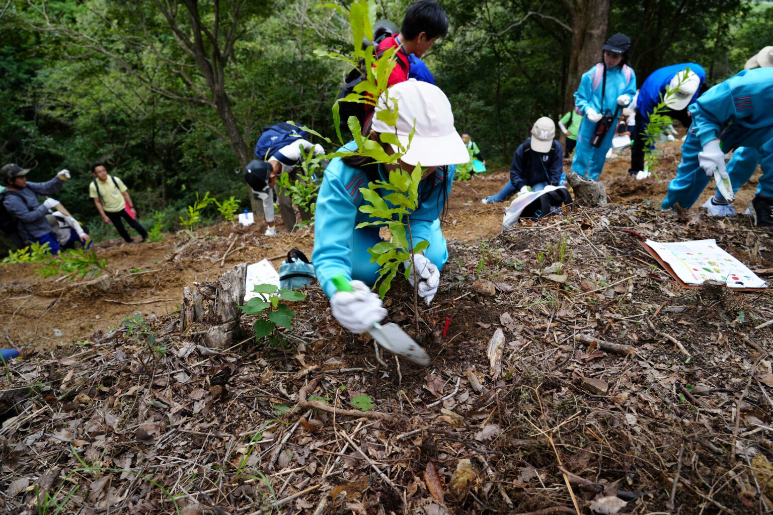 第76回全国植樹祭えひめ2026記念事業「お手播き種子採取」及び「全国植樹祭プレ植樹」の実施について | News & Topics | 第 ...