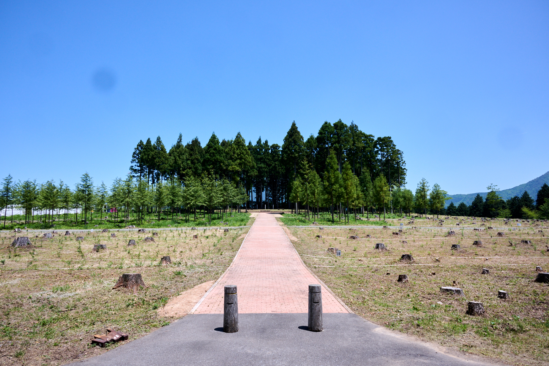 写真6